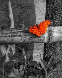 Maybe you would like to learn more about one of these? The Butterfly Iphone X Wallpapers Iphone X Wallpapers Hd