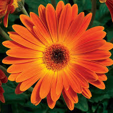 Image result for Gerbera