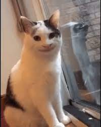 This Is Polite Cat Cute Cat Memes Cute Animal Memes Funny Cat Faces