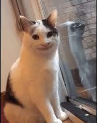 564 x 564 png 177 кб. This Is Polite Cat Cute Cat Memes Cute Animal Memes Funny Cat Faces
