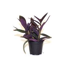 Image result for Tradescantia pallida