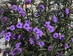 Plant Profile Mexican Petunia Ruellia Brittoniana Florida Plants Petunias Trees To Plant