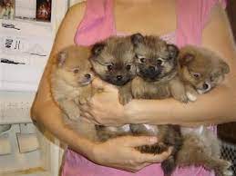 I Want All Of Them Pomeranian Puppy For Sale Cute Pomeranian Puppies
