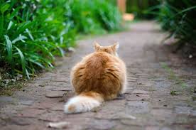 Cat missing and don't know what to do? 10 Helpful Tips For How To Find A Lost Or Missing Cat Pethelpful