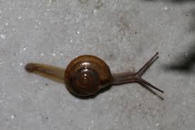 Image result for Eragrostis macrochlamys