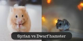 If you want to keep more than one hamster, times these measurements by 0.5 for each extra robo. 10 Differences Between Syrian And Dwarf Hamsters First Hamster