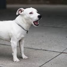 Many jack russell terriers are dominant or aggressive toward other dogs. All White Jack Russell Terrier Jack Russell Terrier Jack Russell Jack Russell Dogs