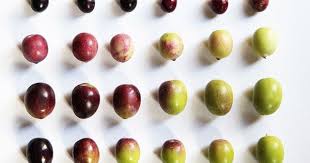 Researchers have found olive seeds in spain that date back 8,000. Olive Green And Aubergine Mary Jo Hoffman Olive Types Of Olives Fruit And Veg