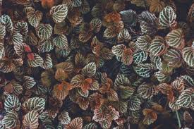 Maybe you would like to learn more about one of these? Fondo Hoja Vieja 2937x2056 Wallpaper Teahub Io
