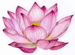 Lotus Flower Drawing Color At Paintingvalley Com Explore Collection Of Lotus Flower Drawing Color It comes in lovely colors such as pink, white, yellow, red and sometimes in blue or purple as well. painting valley
