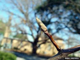 How to notch dormant pear tree buds, from the pear field laboratory, horticulture centre of excellence, tatura. Pyrus Calleryana Bradford Pear Go Botany