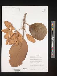 Image result for Terminalia mollis