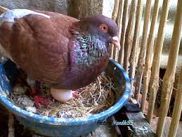 Makanan burung dara biar cepat bertelur. Tips Cara Merawat Burung Merpati Biar Cepat Bertelur Burung Merpati