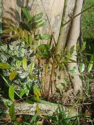 Image result for Cuviera semseii