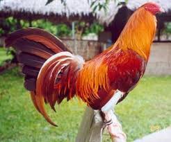 Jenis ayam filipina no 2 ayam kesukaan manny pacquiao. Ayam Filipina Kota Kupang Posts Facebook