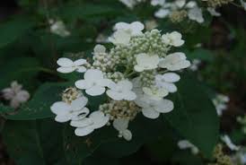 Image result for Gaertnera paniculata