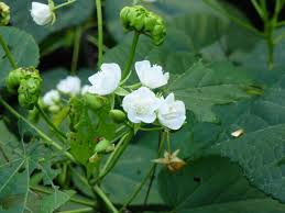 Image result for Dombeya acutangula