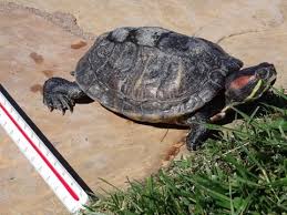 Keepers love these turtles for their high activity levels and beautiful yellow, green and red colors. Red Eared Invaders Threaten Native Turtles And Human Health Boating Environmental Forum Anr Blogs