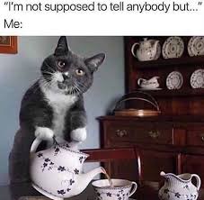 This One On Getting The Tea Animal Memes Funny Pictures Haha Funny