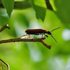 Maybe you would like to learn more about one of these? The Busily Bees On Twitter Zum Ersten Mal In Unserem Garten Entdeckt Feuerkafer Seen For The First Time In Our Garden Fire Colored Beetle Feuerkafer Schwarzkopfigerfeuerkafer Kafer Insekt Garten Natur Naturfotografie Firecoloredbeetle Beetle