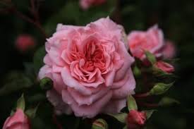 The National Trust's New Dunham Rose to launch at RHS Chelsea Flower Show  2013