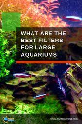 Best Aquarium Filters For Large Tanks Best Aquarium Filter Aquarium Fish Tank Fish Tank