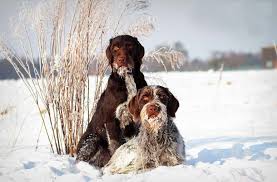 Image result for český fousek stavba těla