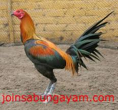 Jumat, 06 maret 2020, sabung ayam bangkok merupakan pertarungan sabung ayam yang biasanya diikuti oleh perjudian yang dilakukan tidak jauh dari arena sabung ayam. Pin On Sabung Ayam Online