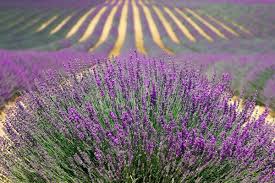 1 yaş lavanta fidanl.arımızı dikin bahçeniz mis gibi lavanta koksun. Tum Asamalariyla Evde Lavanta Nasil Yetistirilir Nefis Yemek Tarifleri