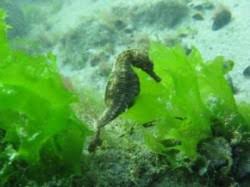 We did not find results for: Raport Specii De Sturion Delfin Rechin Pe Cale De Disparitie In Marea Neagra Ecomagazin Ro