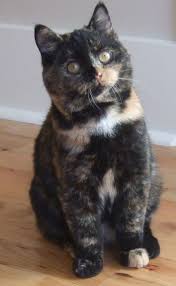 Straight Ear Scottish Fold Cat Breeds Cats Cute Cats