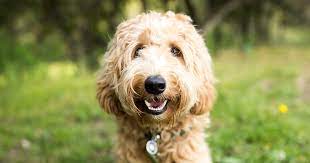 Our operation is small, which gives us the ability. Why Labradoodle Creator Regrets Breeding The Frankenstein Monster