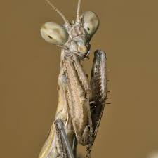 Image result for Atractus zgap