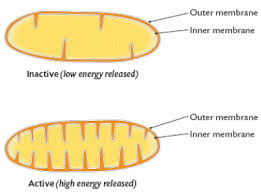 Cell Structure