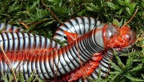 Black And Yellow Millipede Bug Nation View Topic Vietnamese 39 Rainbow 39 Millipedes Insectos