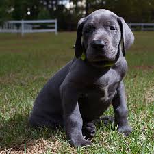 It's also free to list your available puppies and litters on our site. 1 Great Dane Puppies For Sale By Uptown Puppies