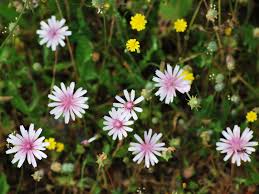 Image result for Crepis newii