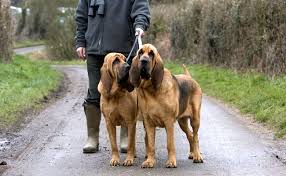 Epingle Sur Chiens