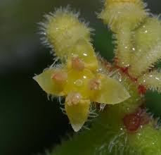 Image result for Cissus rubiginosa