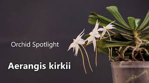 Image result for Aerangis kirkii