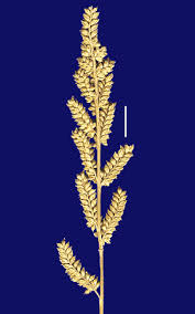 Image result for Echinochloa frumentacea