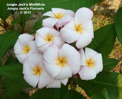 Jungle Jack S Mini White Plumeria Flowers Plumeria Amazing Flowers