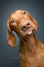 vizsla vizsla hund vizla hund hunde