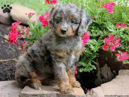 Grace Aussiedoodle Miniature Puppy For Sale In Pennsylvania Miniature Puppies Puppy Time Aussiedoodle