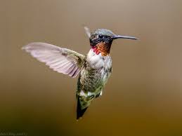 In these areas, you can start the feeders in early spring. When How To Put Out Hummingbird Feeders Weiler Woods For Wildlife
