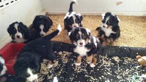 We are staffed by volunteers from coast to coast who ensure each berner receives medical care, professional training if needed and general care. Bernese Mountain Dog For Sale California