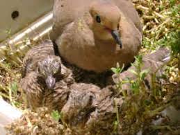 Diamond Dove Home Page Caseys Mourning Doves