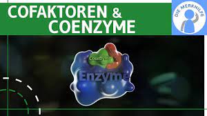 Coenzym a (коэнзим a) d6 0,03 мг Cofaktoren Coenzyme Enzyme Einfach Erklart Bildung Beispiele Stoffwechselbiologie Youtube