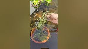 Image result for Coelachne