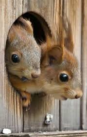 Feb 17, 2021 · how to get a squirrel to like you genre: Pin On Bird Feeders